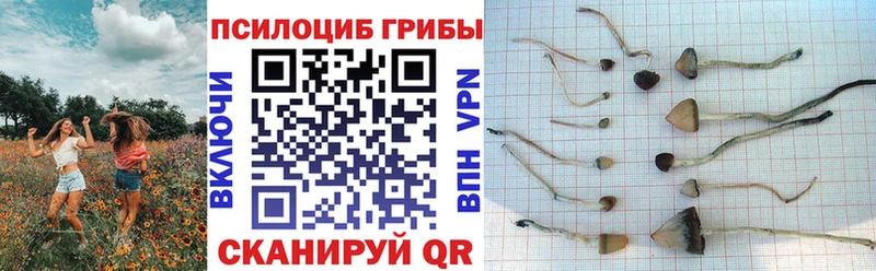Псилоцибиновые грибы GOLDEN TEACHER Каспийск